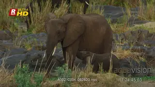 Female African Elephant with its calf nursing milk.