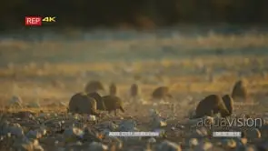 Flock of helmeted guineafowl feeding in a dusty dry rocky landscape
