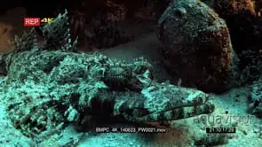 CU of the face of a Beautford's Crocodilefish,Crocodile Flathead,Cymbacephalus beauforti