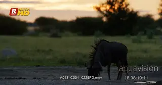 Blue Wildebeest standing, drinking from a waterhole and walking away.