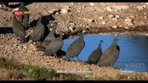 Flock of helmeted guineafowls birds drinking water