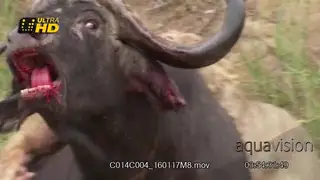 Female African Lion pride gather, grab roughly with their sharp claws and takes down a.