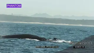 Humpback Whale porpoising WS PROFILE GOOD LIGHT
