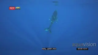 Humpback whale baby swimming up leaving the mother deep in the ocean GENERAL BEHAVIOUR UW
