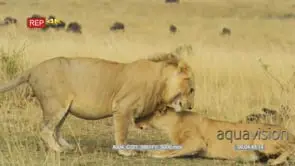 Lioness walking to male lion mating behaviour with wildebeest herd in the background.