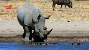 White rhino drinking water