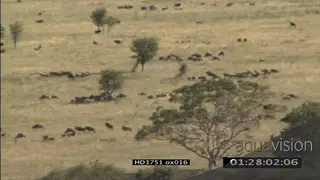 Sequence of Blue Wildebeest herd walking grazing and migrating in the Serengeti WS XWS.