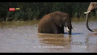 Elephant calf sits down inside water