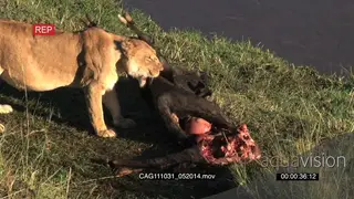 African Lioness standing near a kill on riverbank looking around and dragging it away HA.
