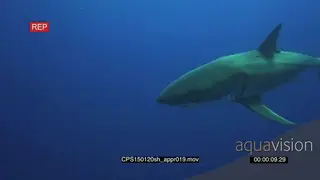 Large Great White Shark approaching, swim past in deep blue ocean UW MLS HAND PAN