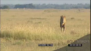 African male lion patrolling towards past camera scouting around hunting