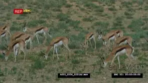 Springbok herd grazing startled by something and run away