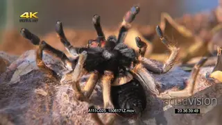 Horned Baboon Spider laying upside down MCU ZOOM