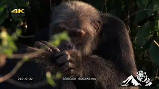 Chimpanzees grooming one another. Close-Up.