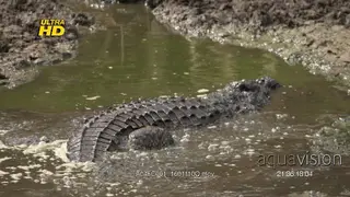 Adult Nile crocodile crawling in mud, during midday. MWS.