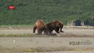 Grizzly bears fighting over salmon GOOD LIGHT