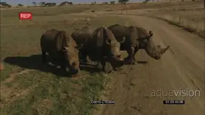 WHITE RHINO HERD GRAZING ON THE SAVANNAH AND WALKING TOWARDS THE CAMERA GENERAL BEHAVIOUR