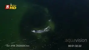 Sardine Run shoal gather, traveling, Bryde's whale.