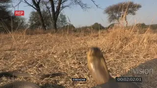 Aggressive Snouted Cobra strikes front of camera