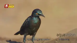 Cape glossy starling walking, foraging, searching and feeding on aquatic insects.