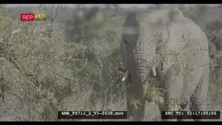 African elephant feeding, eating, foraging, pulling a branch, breaking, trunk, frontal