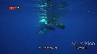 Humpback whale mother with young calf floating at surface SOCIAL INTERACTION UW