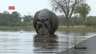Bull hippo opening the mouth aggressively WS