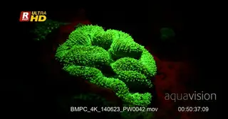 Night shot of fluorescent Hard coral, MS.