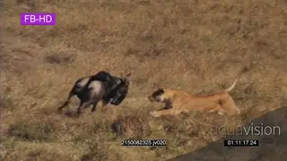 Blue wildebeest defending and trying to escape from a pride of lions TAKE DOWN WS SLOWMO