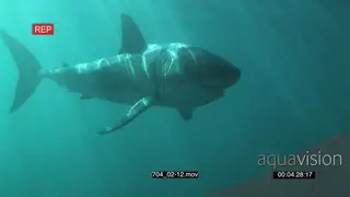 Large Great White Shark swimming underwater in ocean passing by camera PROFILE