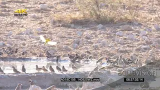 Cuckoo-finch flying around amongst Flock of Cape Sparrows and Sociable Weavers at.