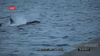 A pod of Killer Orca whales hunting HAND AmCam OVERCAST
