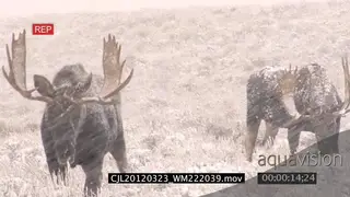Mooses standing in prairie during snowfall MLS ZI LS