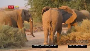 African Elephants [3] Moving and Grazing on bushes Aggressive Behaviour