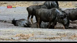 Blue wildebeest herd at water point two rolling in the mud