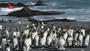 Colony King Penguin. Most penguin species go through one complete molt (shed their.