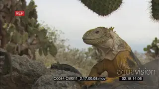 Galapagos marine iguana facing camera CU face looking around hunting walking over rocks.