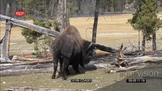 American Bison standing and scratching using a dry tree branch then walks off GENERAL.