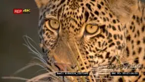 CU of Leopard face