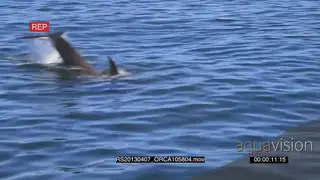 Killer Orca whale hunting AmCam HAND