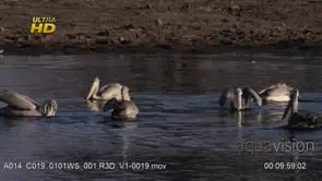 Flock of Pink-backed pelican floating above the water surface, foraging and looking around