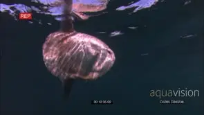 Ocean sunfish or common mola (Mola mola)