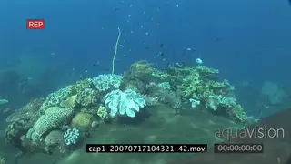 View of an aquarium in ocean and varied sea fishes swimming and passing by SCENIC.