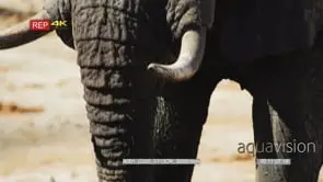 Close up shot of elephant trunk sucking up water