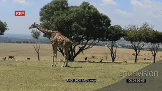 Giraffe giving birth LWS PROFILE