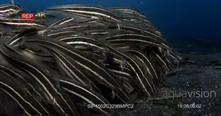 MS to CU of school of striped eel catfish hunting, sucking on the sea sand