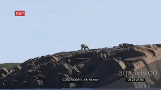 Polar bear on boulders scouting around looking over ocean walking down boulders into water