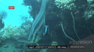 Longfin Batfish getthing cleaned by Bluestreak Cleaner Wrasse then swimming away.