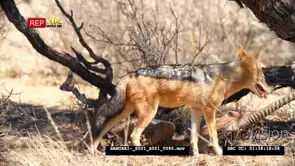 Black-backed jackal scavenging feeding on carcass remain constantly looking around.