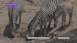 Zebras and foal standing drinking walking MS PAN SLOWMO